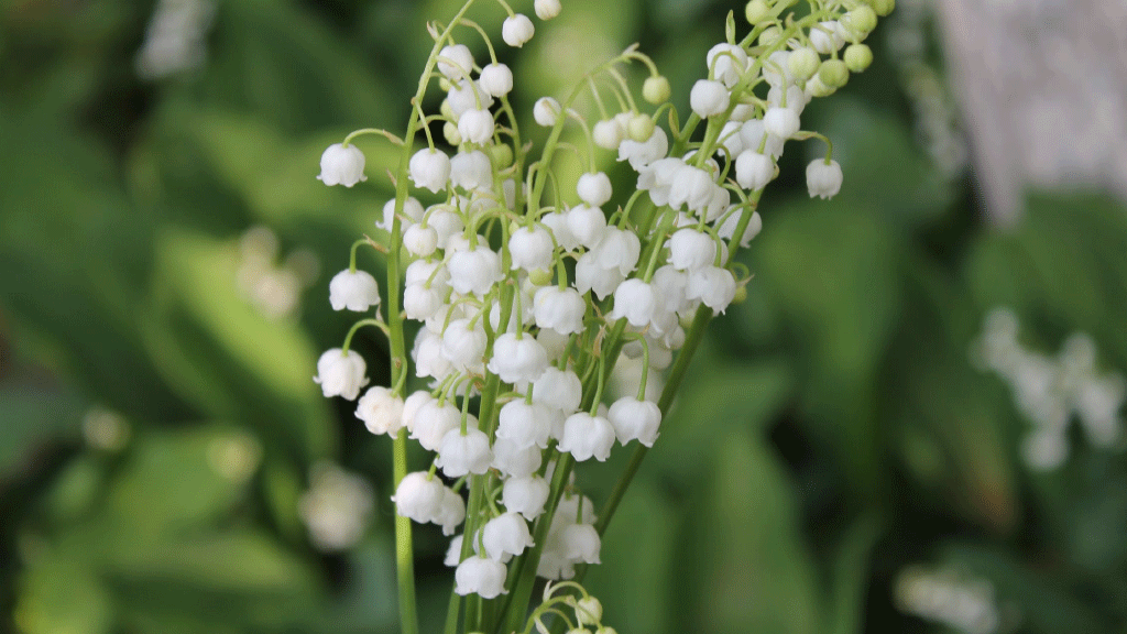 Le muguet et le 1er Mai